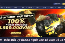 MCW - Điểm Đến Uy Tín Cho Người Chơi Cá Cược Đá Gà Mcw